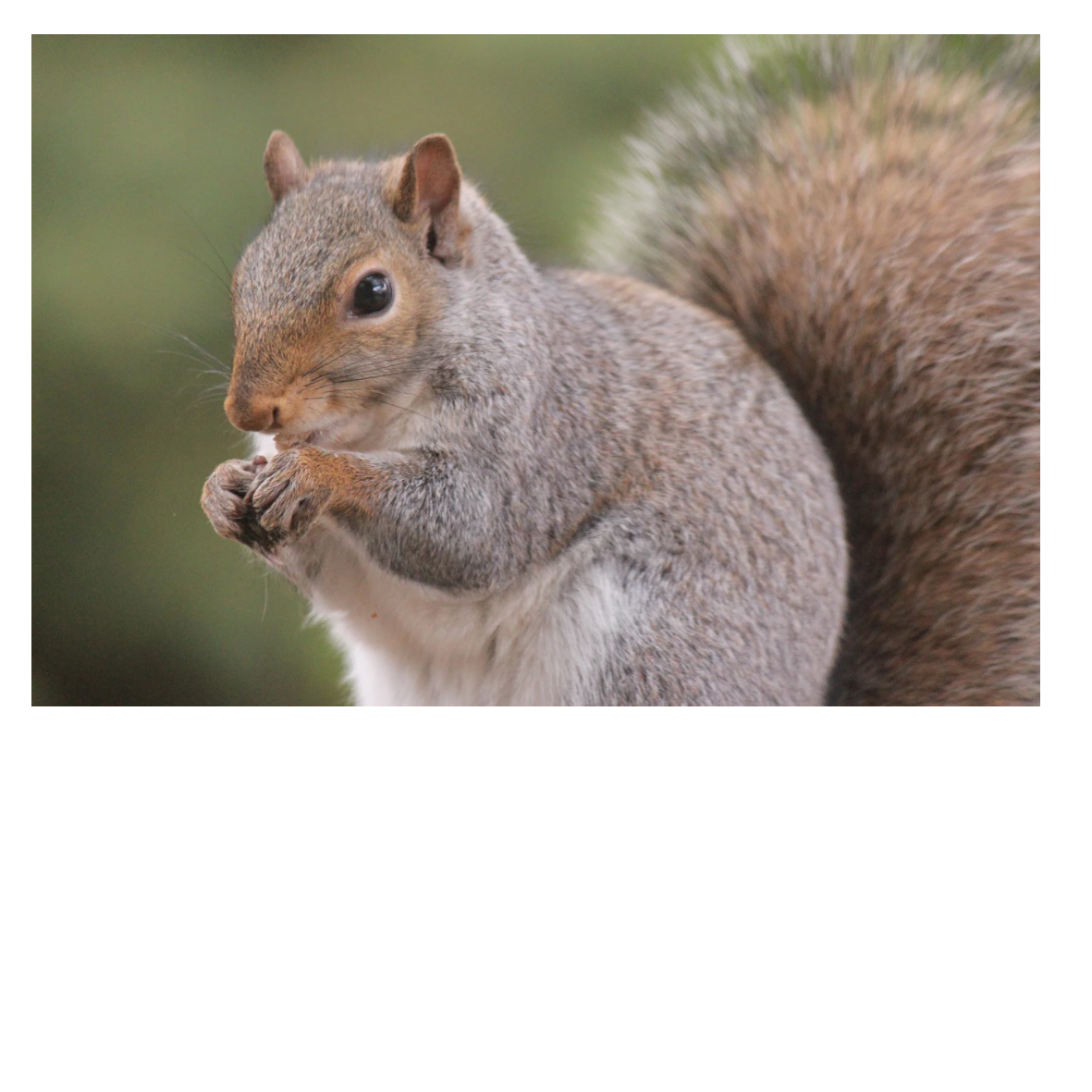 Snacks für Wildtiere